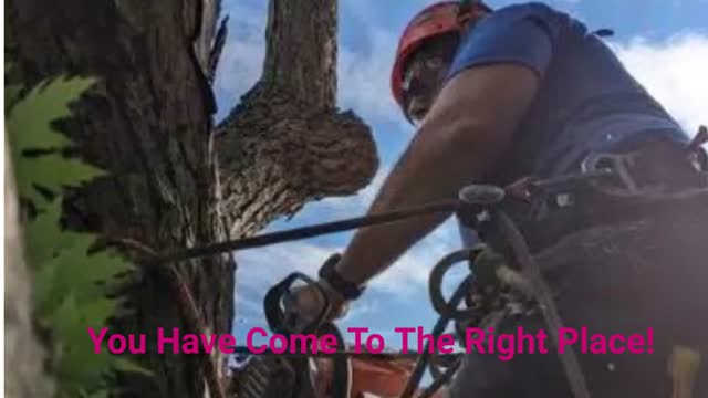 Elevated Tree Care in Pittsburgh, PA
