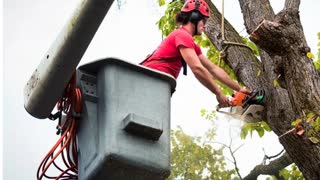 Timber Cuts Tree Trimming Service in Kaysville, UT