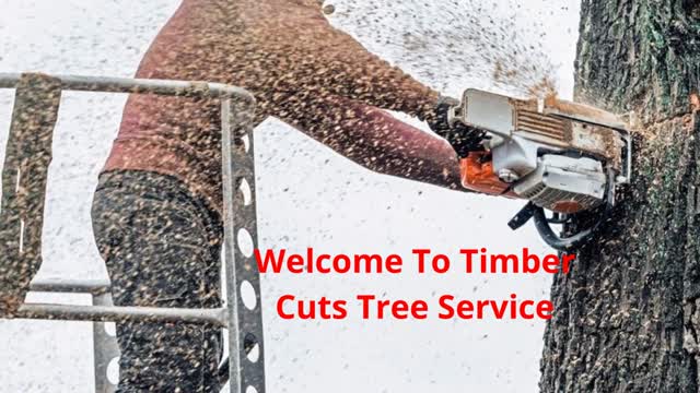 Timber Cuts Tree Service Removal in Kaysville, UT