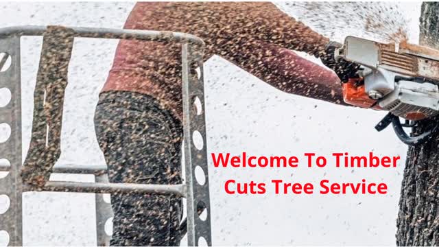 Timber Cuts Tree Removal Service in Kaysville, UT
