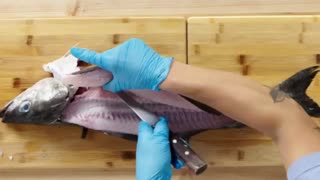 How to Fillet every Fish | Part 4