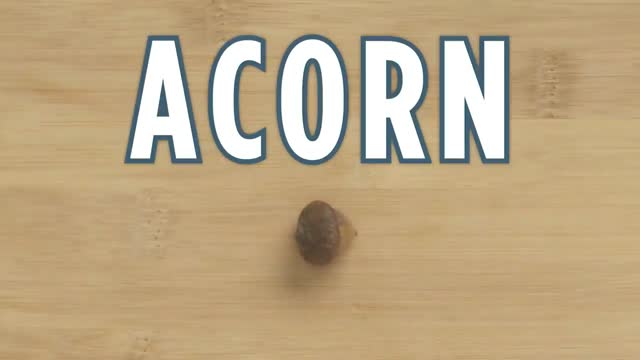 How to Crack Every Nuts | Part 2