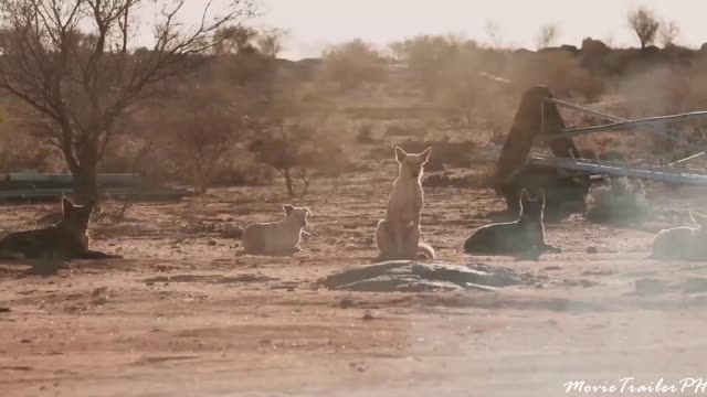 BUCKLEY'S CHANCE Trailer (2021)