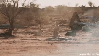 BUCKLEY'S CHANCE Trailer (2021)