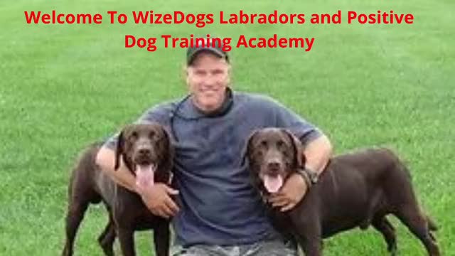WizeDogs Labradors and Positive Dog Training Academy - Puppies For Sale in Surprise, AZ