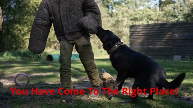 WizeDogs Labradors and Positive Dog Training Academy in Surprise, AZ