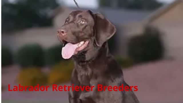 WizeDogs Labrador Retriever Breeders and Positive Dog Training Academy in Surprise, AZ