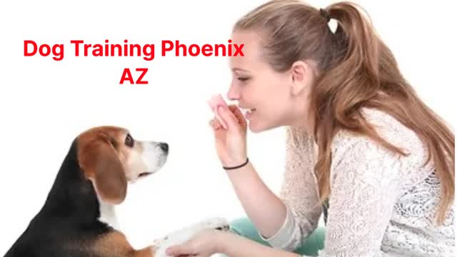 WizeDogs Labradors and Positive Dog Training Academy in Phoenix, AZ