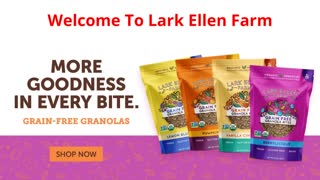 Organic Sunflower Sprouting Seeds - Lark Ellen Farm