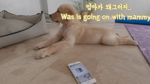  A unbelievable thing happens when you turn on a music that will make a dog sleep..