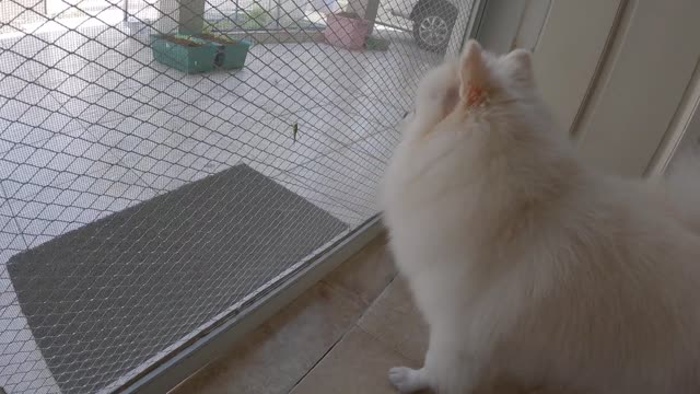  I bought an HUGE bed for a baby retriever.