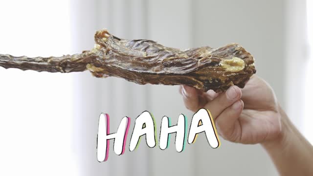 ASMR Dog Reviewing dry whole duck!