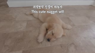 Beckham and Hanu greet you