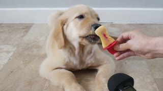 Dog ice cream mukbang ASMR