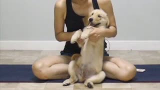  I almost stopped streaming because of this nugget..#GoldenRetriever