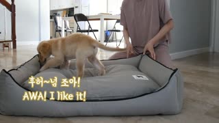 I bought an HUGE bed for a baby retriever