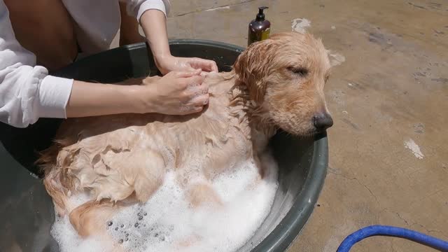 When a golden retriever takes bath
