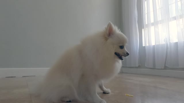 Dog's bossam mukbang.. will It be succeed?