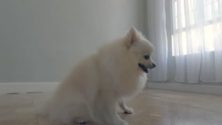 Dog's bossam mukbang.. will It be succeed?