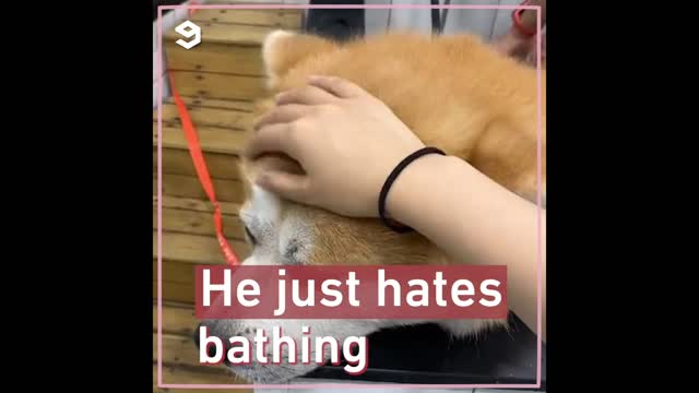 5 Types of Dog during Grooming