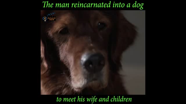 The man reincarnated into a dog to meet his wife and son