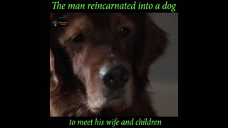 The man reincarnated into a dog to meet his wife and son