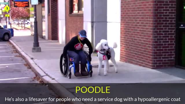 Top 10 Service Dog Breeds