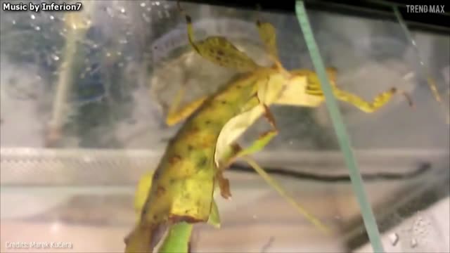 10 Coolest Camouflage Animals and Insects