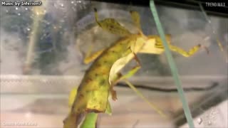 10 Coolest Camouflage Animals and Insects