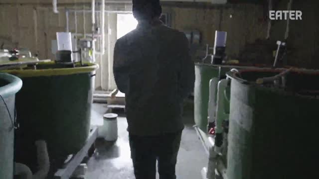 How an Eel Farm Grows and Smokes Eels for Top Sushi Restaurants