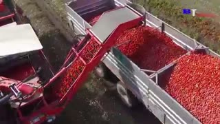 How Tomato Ketchup is Made