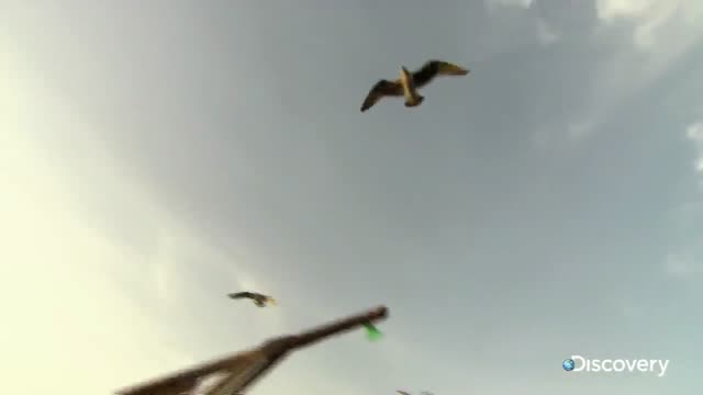 Sardines - How Do They Do It