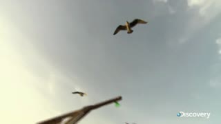 Sardines - How Do They Do It