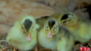 How to make Salted Duck Egg Yolk Sauce (Chinese Mayonnaise) by: Liziqi