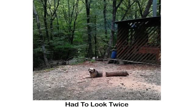 Pets Almost Gave Owners Heart Attack