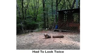 Pets Almost Gave Owners Heart Attack