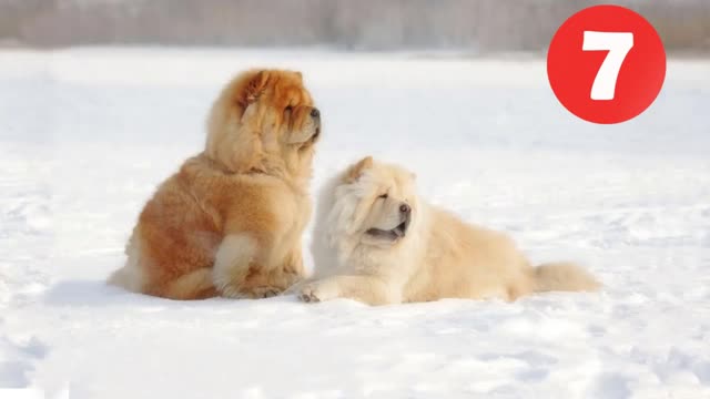 TOP 10 DOG BREEDS THAT LOVE COLD WEATHER
