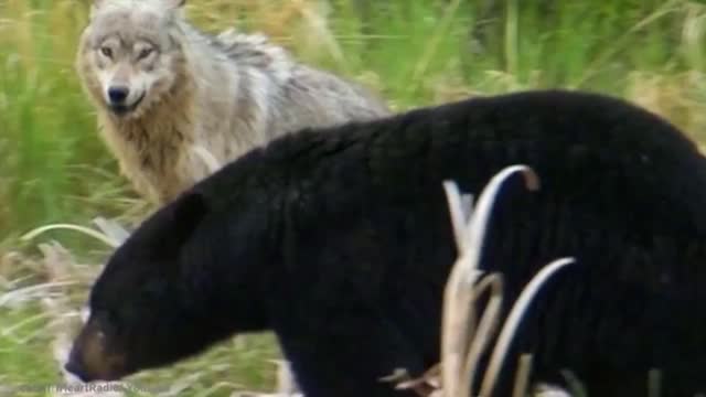 Unbelievable Animals that saved other animals | Part 3