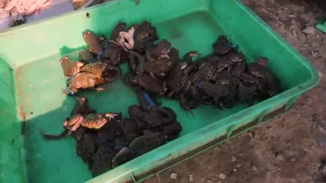 ILLEGAL JUNGLE FOOD in Vietnam!!! Catching and Cooking Asia's Most Freaky Foods!!