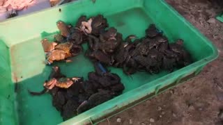 ILLEGAL JUNGLE FOOD in Vietnam!!! Catching and Cooking Asia's Most Freaky Foods!!