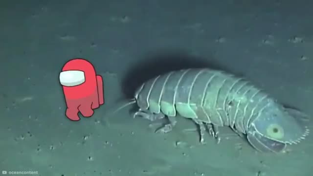 Strange Animals That Look Like Lies But Are Real