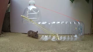 5 Easy Mouse/Rat Trap