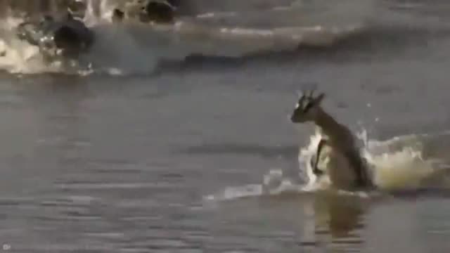 15 Animals Who End Their Lives For Others