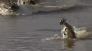 15 Animals Who End Their Lives For Others