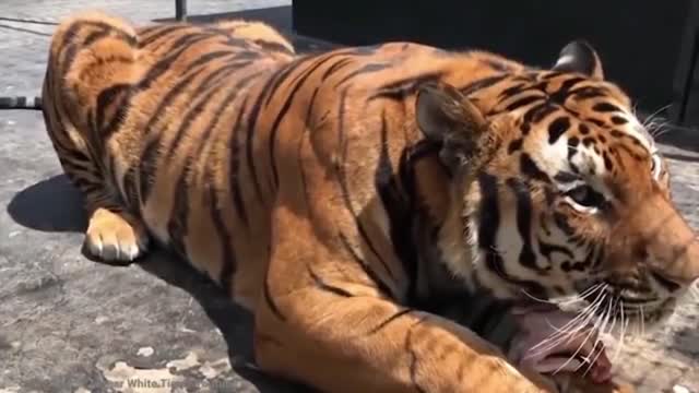 15 Most Muscular Animals In The World