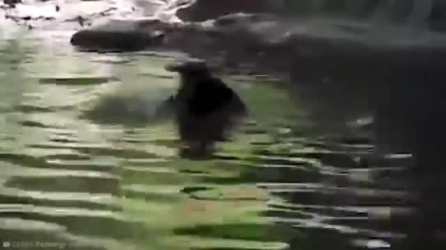 Unbelievable Animals that saved other animals | Part 2