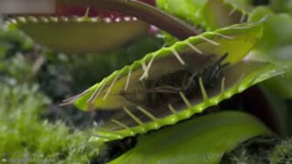 15 Most Deadly plants | Part 1