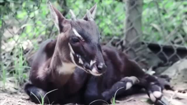 14 Animals that are last of their kind | Part 3