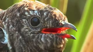 Worst Animal Parent | Part 1