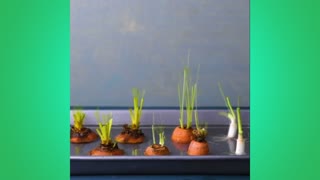 13 Genius Gardening Hacks That You’ll Be Glad to Know! Blossom